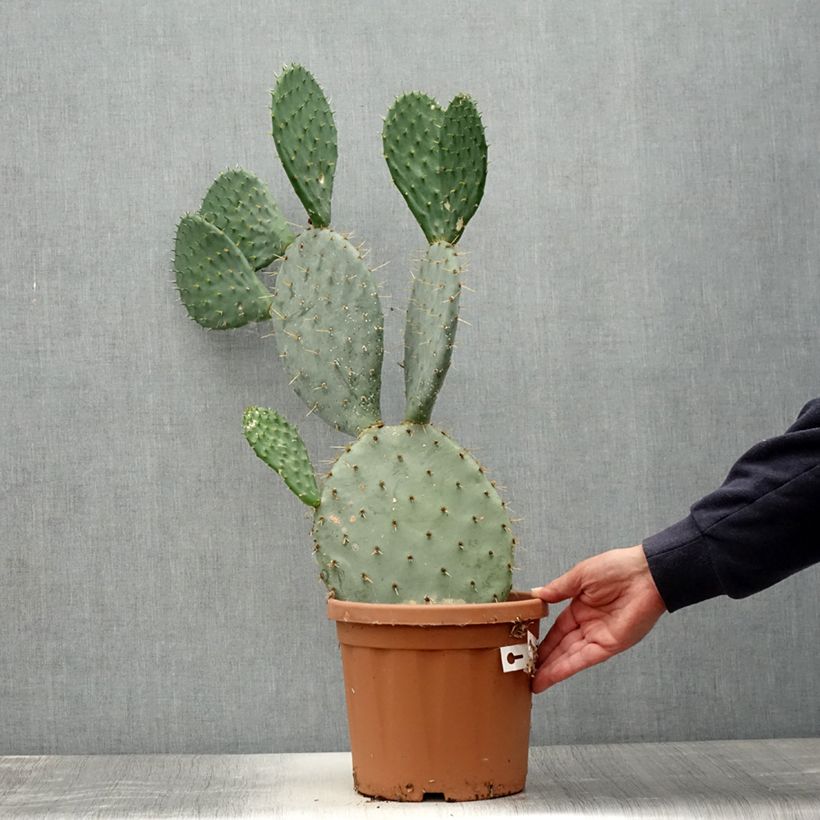 Esimerkki kesällä toimitetusta Luumuopuntia - Opuntia engelmannii Pot de 4L/5L-taimesta