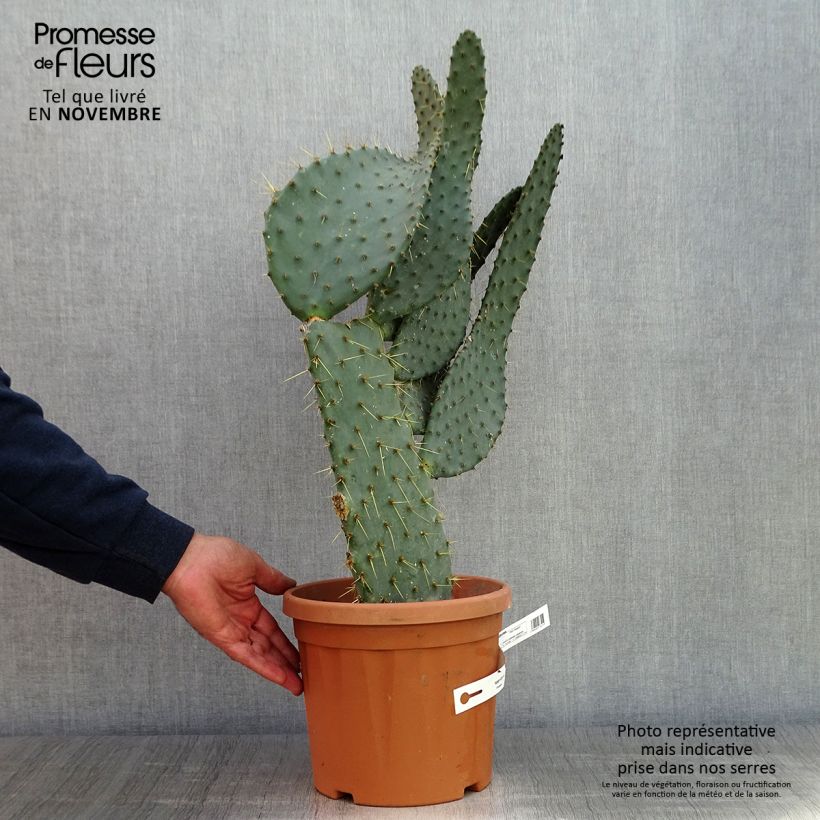 Esimerkki syksyllä toimitetusta Opuntia engelmannii var.linguiformis 4 litran/5 litran ruukku-taimesta
