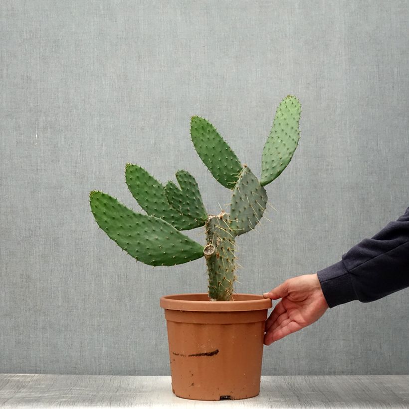Esimerkki kesällä toimitetusta Opuntia engelmannii var.linguiformis Ruukku 4L / 5L-taimesta