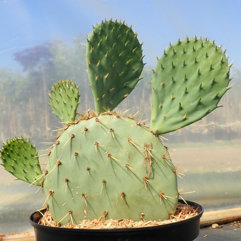 Opuntia engelmannii var. rastrera (Kasvutapa)