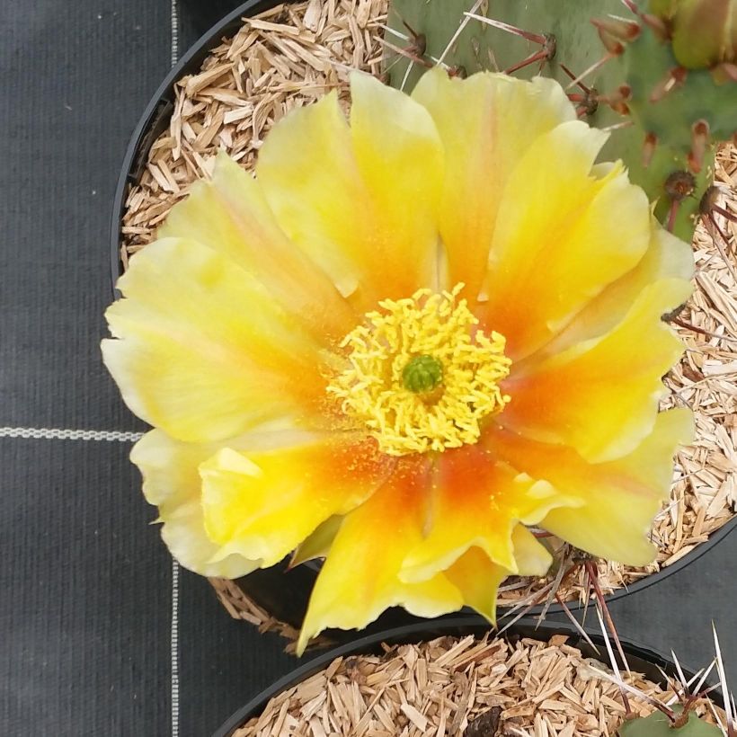 Opuntia engelmannii var. rastrera (Kukinta)