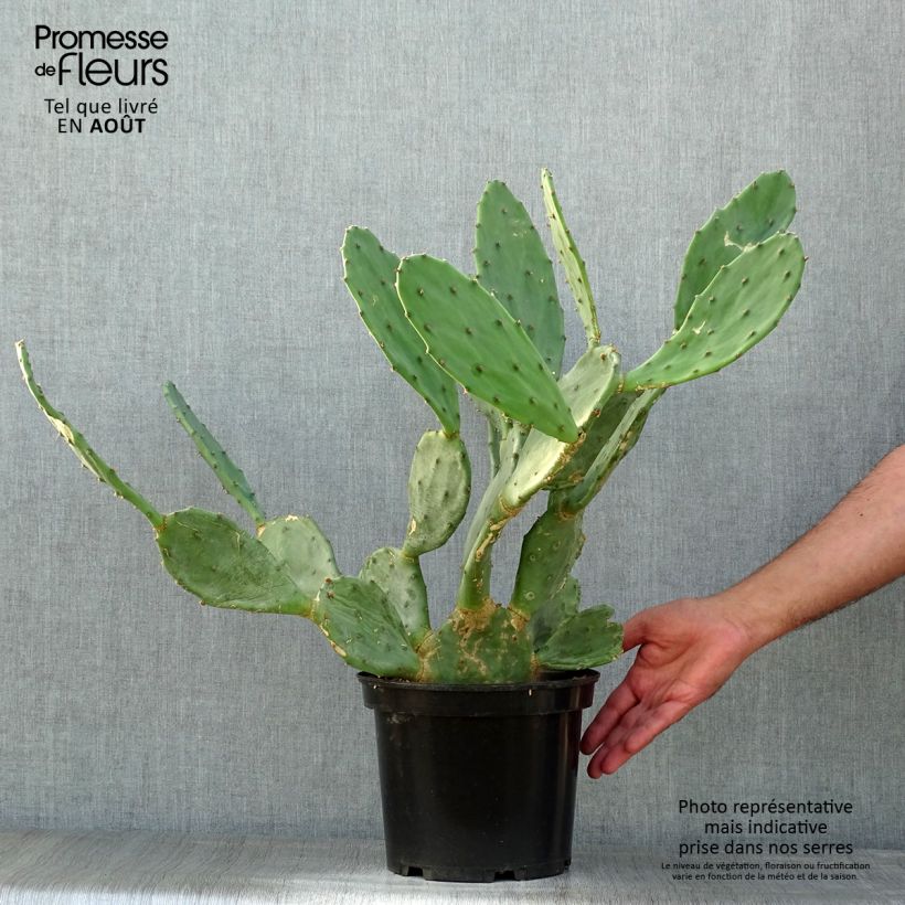 Esimerkki kesällä toimitetusta Opuntia engelmannii var. rastrera Pot de 4L/5L-taimesta