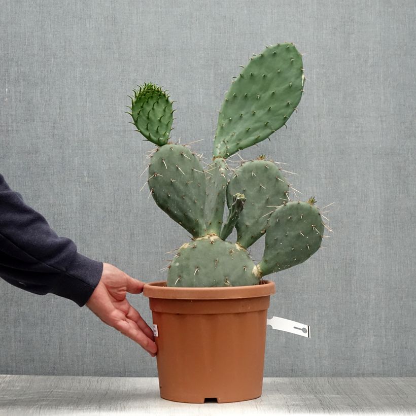 Esimerkki kesällä toimitetusta Opuntia gregoriana Ruukku 4L / 5L-taimesta