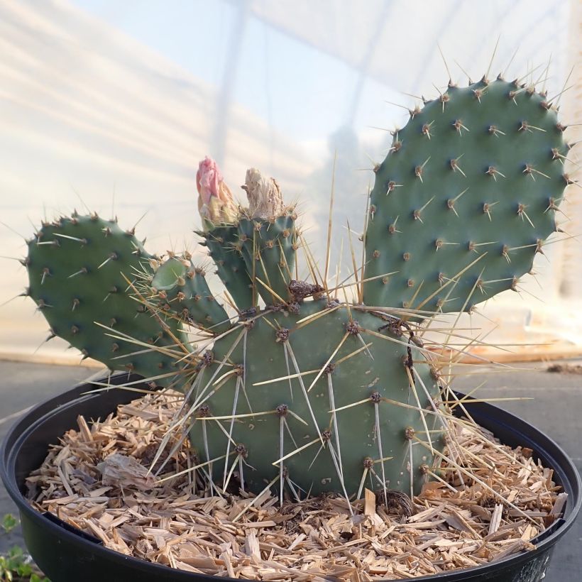 Opuntia howeyi (Kasvutapa)