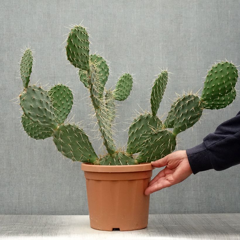 Esimerkki kesällä toimitetusta Opuntia howeyi Pot de 4L/5L-taimesta