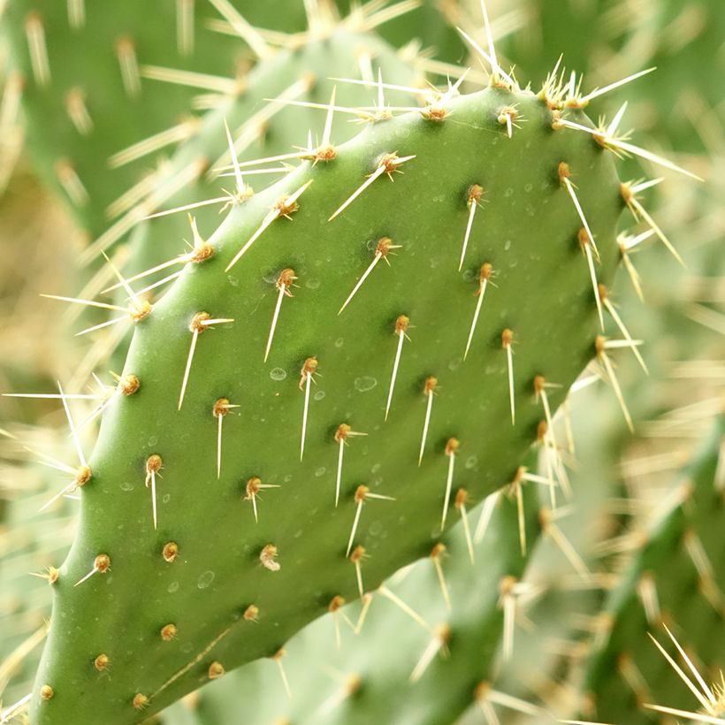Opuntia howeyi (Lehvistö)
