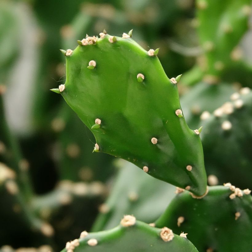 Opuntia jamaicensis (Lehvistö)