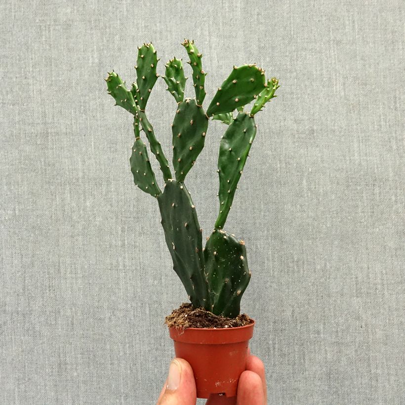 Esimerkki keväällä toimitetusta Opuntia jamaicensis Minikasvi-taimesta
