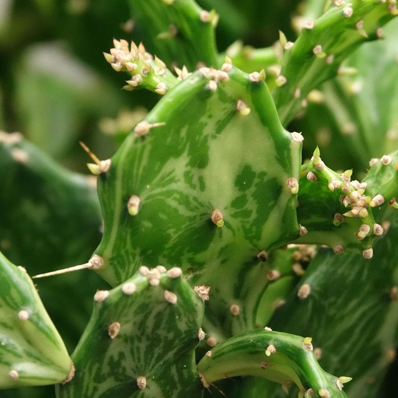 Opuntia jamaicensis Ghost (Lehvistö)