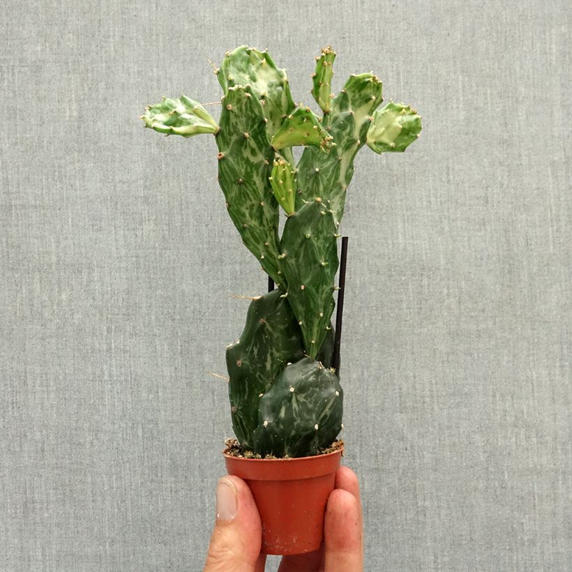 Esimerkki keväällä toimitetusta Opuntia jamaicensis Ghost Minikasvi-taimesta