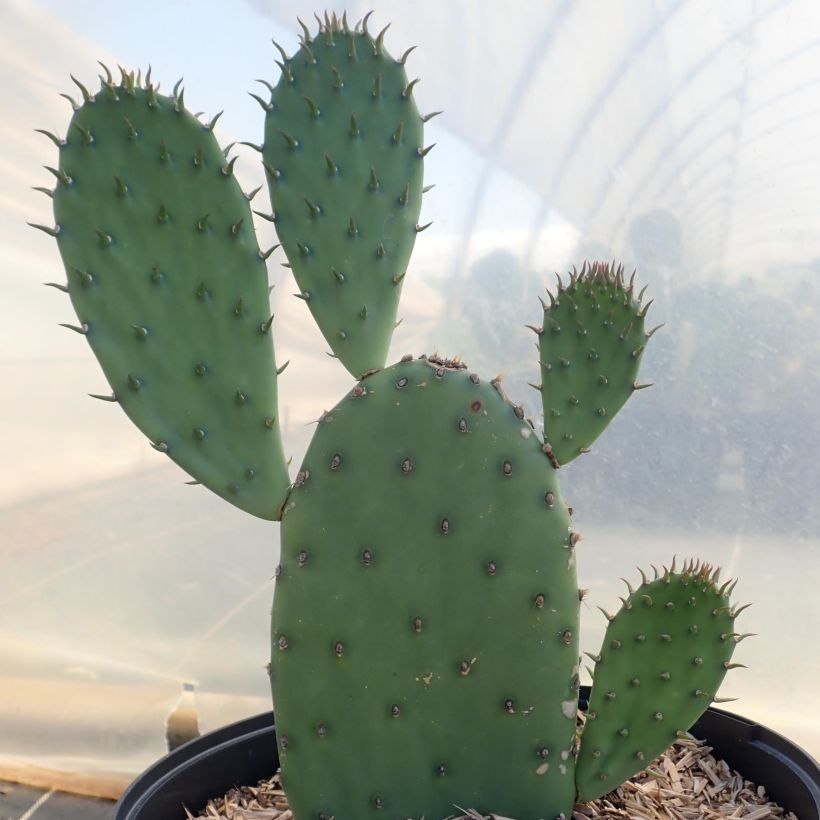 Opuntia laevis (Kasvutapa)