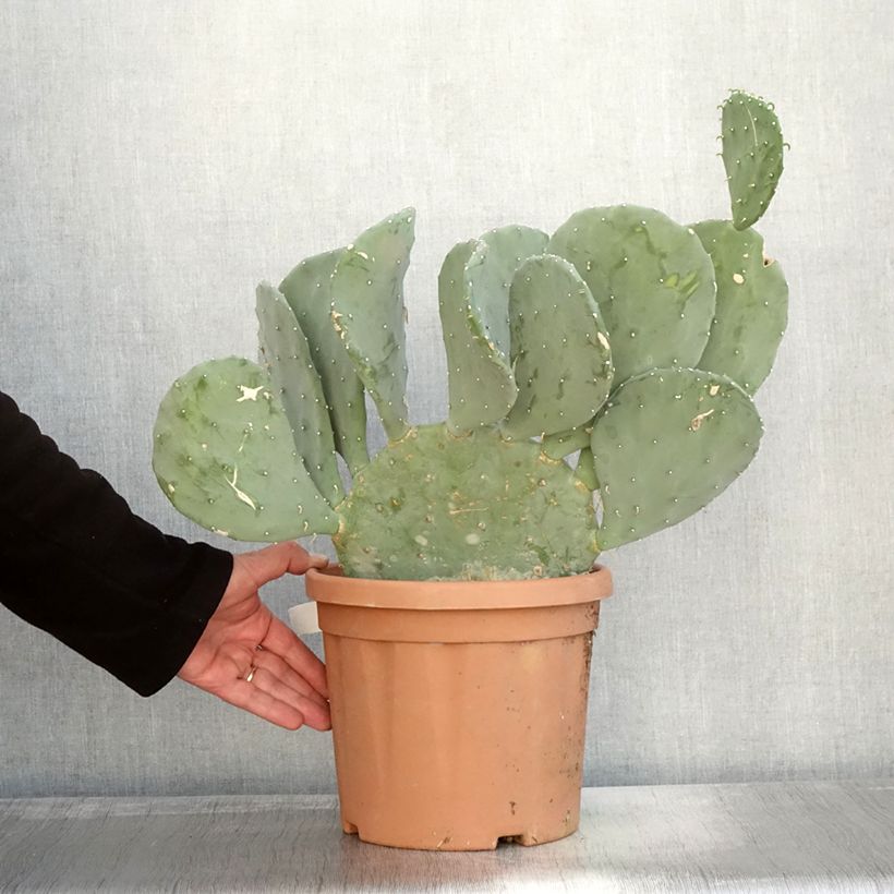 Esimerkki syksyllä toimitetusta Opuntia laevis - Cactus raquette Pot de 4L/5L-taimesta
