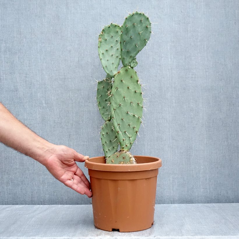 Esimerkki kesällä toimitetusta Opuntia laevis Pot de 4L/5L-taimesta