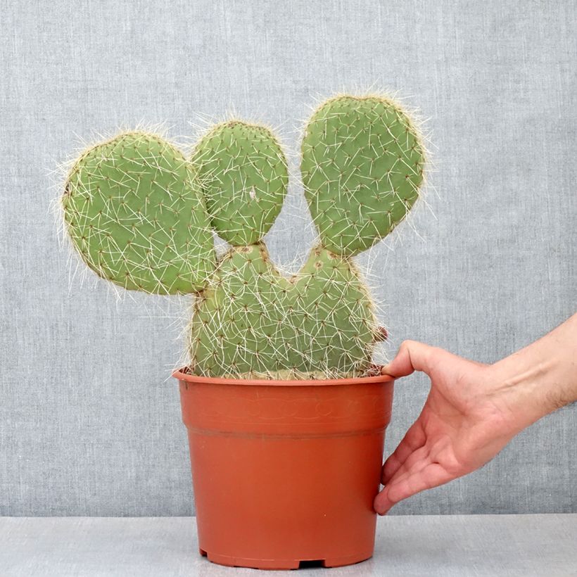 Esimerkki kesällä toimitetusta Opuntia leucotricha - Cactus raquette Pot de 4L/5L, 30/40 diamètre-taimesta