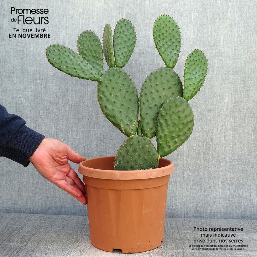 Esimerkki syksyllä toimitetusta Opuntia lubrica 3 litran/4 litran ruukku-taimesta