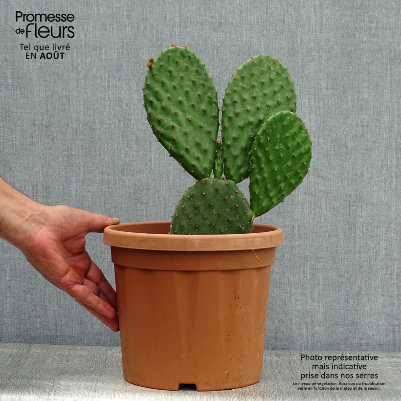 Esimerkki kesällä toimitetusta Opuntia lubrica Pot de 3L/4L-taimesta