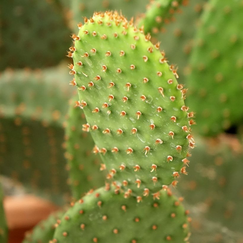 Opuntia lubrica (Lehvistö)