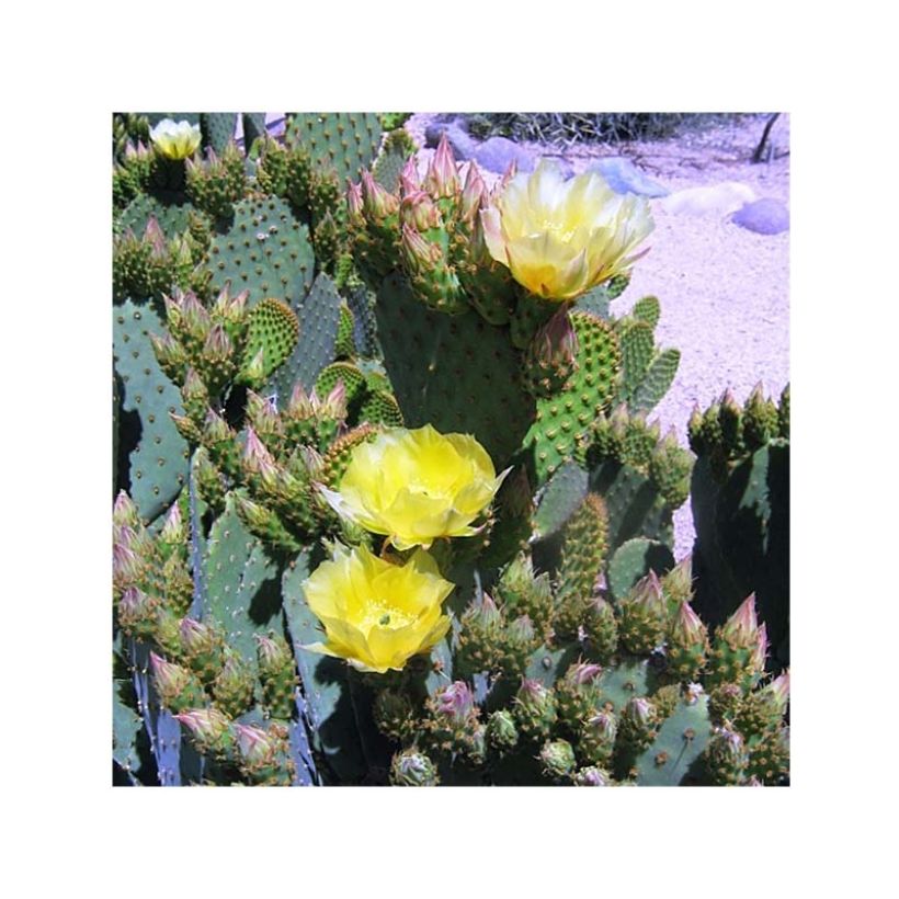 Opuntia lubrica (Kukinta)