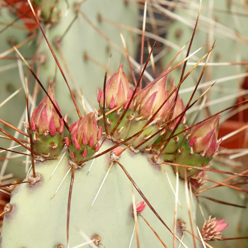 Purppuraopuntia - Opuntia macrocentra (Lehvistö)