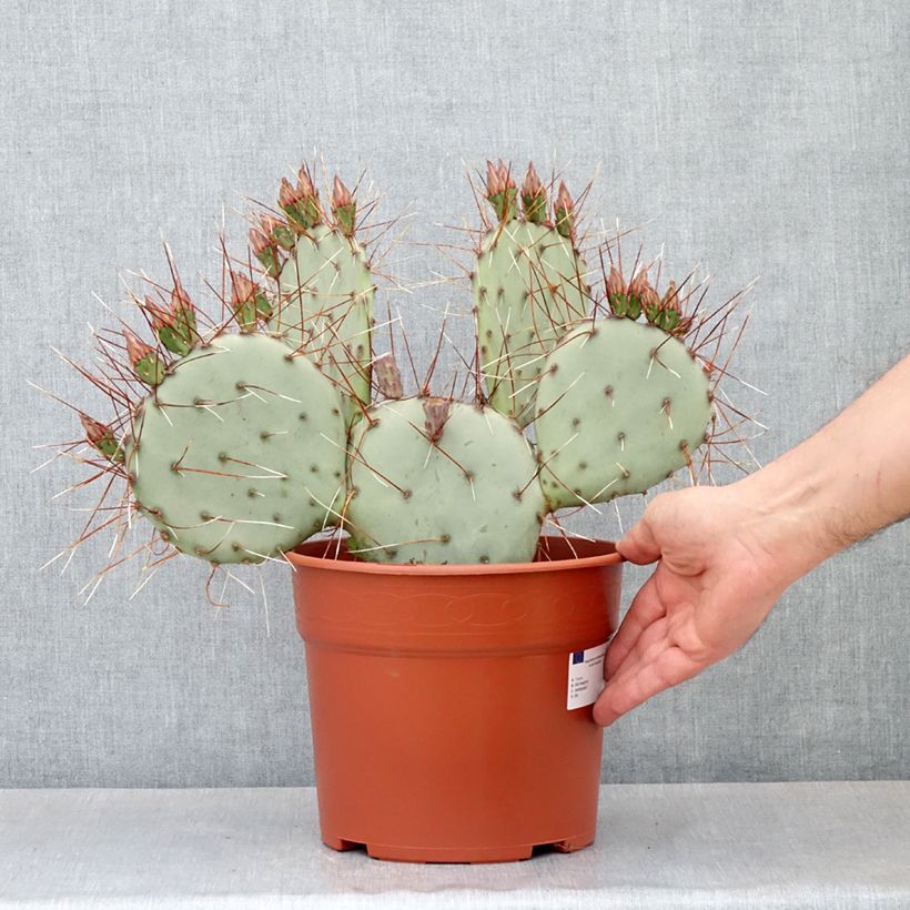 Esimerkki keväällä toimitetusta Opuntia macrocentra - Cactus raquette Pot de 4L/5L, 25/35 diamètre-taimesta