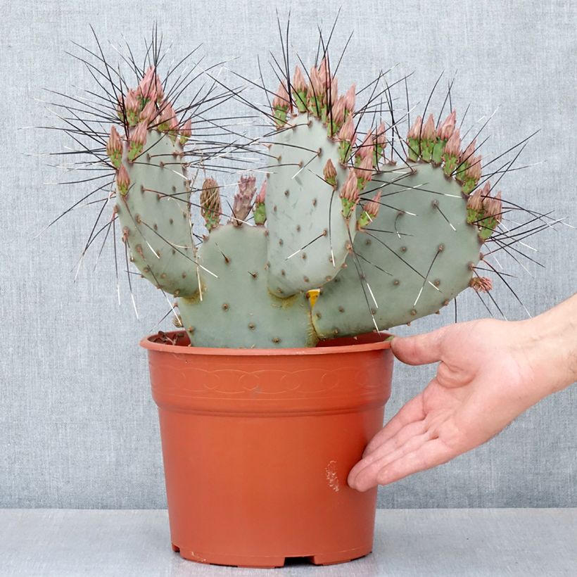 Esimerkki kesällä toimitetusta Opuntia macrocentra (épines noires) - Cactus raquette Pot de 4L/5L, 30/40 diamètre-taimesta