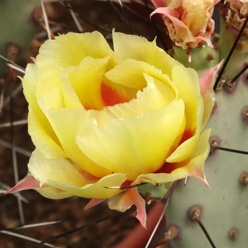 Opuntia macrocentra Epines noires (Kukinta)