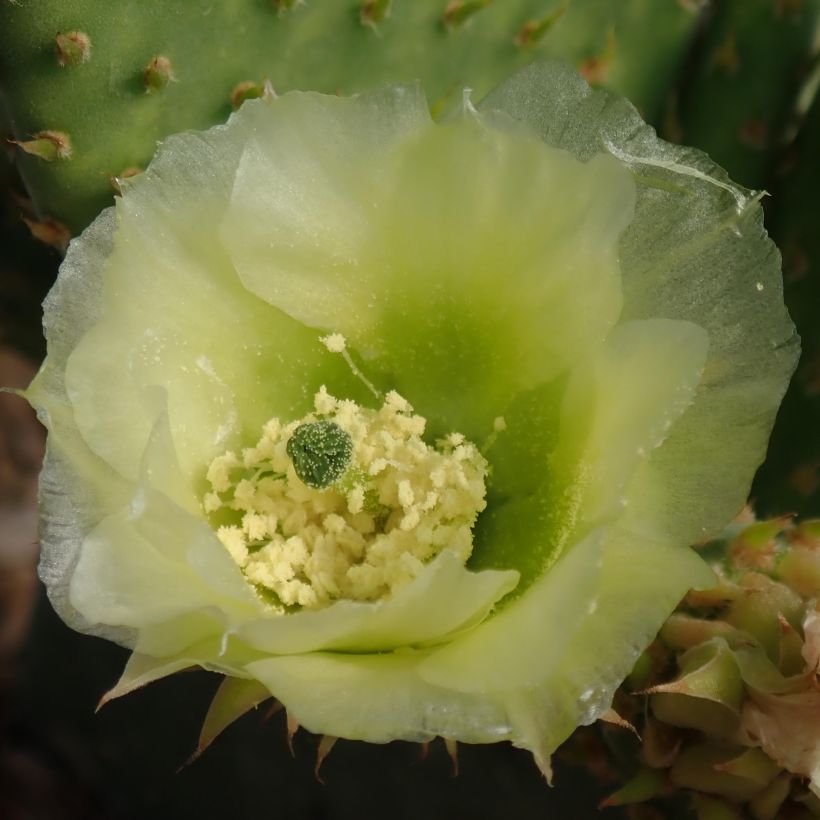 Jänönopuntia Caress (Kukinta)