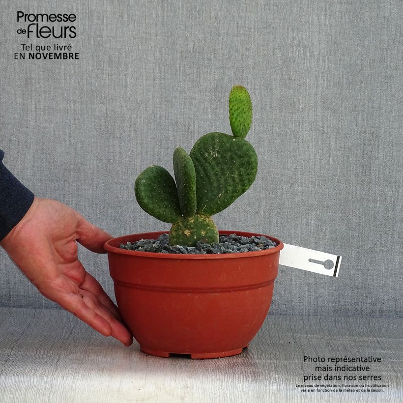 Esimerkki syksyllä toimitetusta Jänönopuntia Caress 3 litran/4 litran ruukku-taimesta