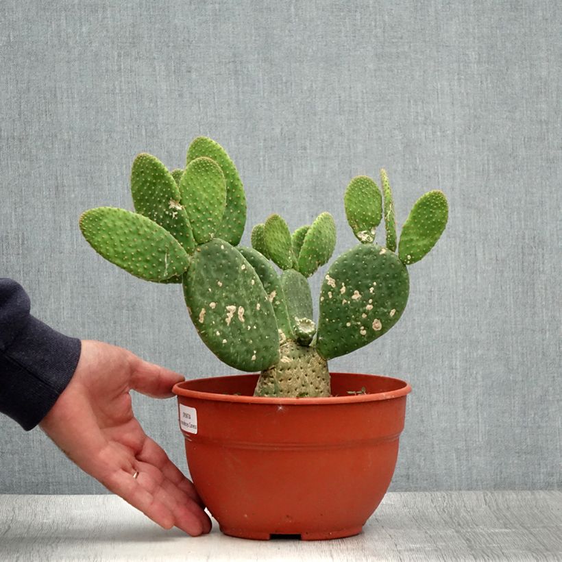 Esimerkki kesällä toimitetusta Jänönopuntia Caress Pot de 3L/4L-taimesta