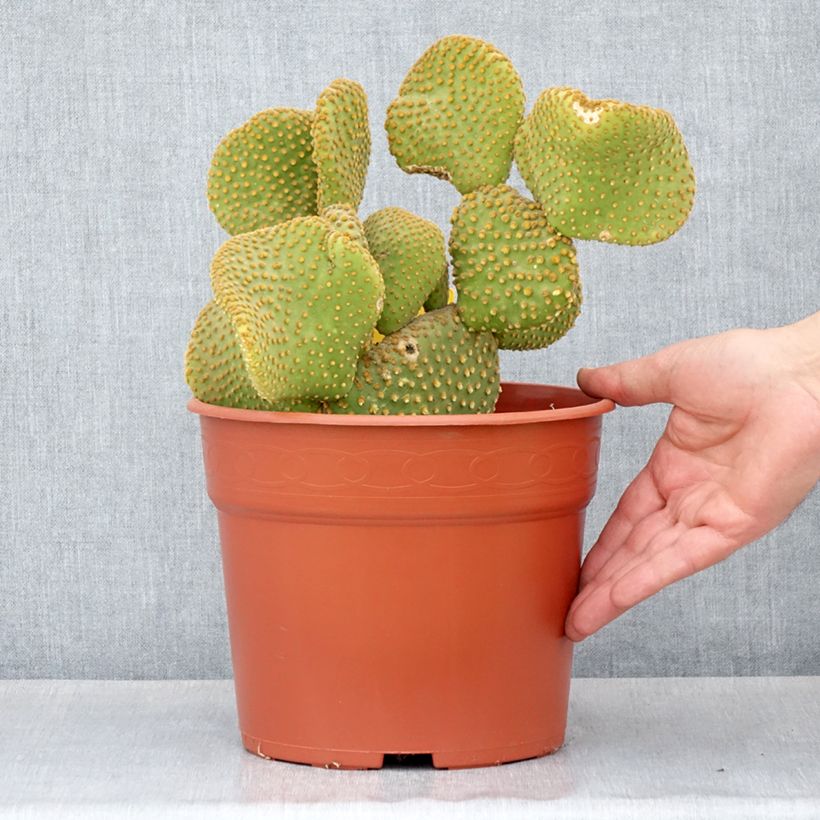 Esimerkki kesällä toimitetusta Opuntia microdasys var. pallida Undulata 4 litran/5 litran ruukku-taimesta