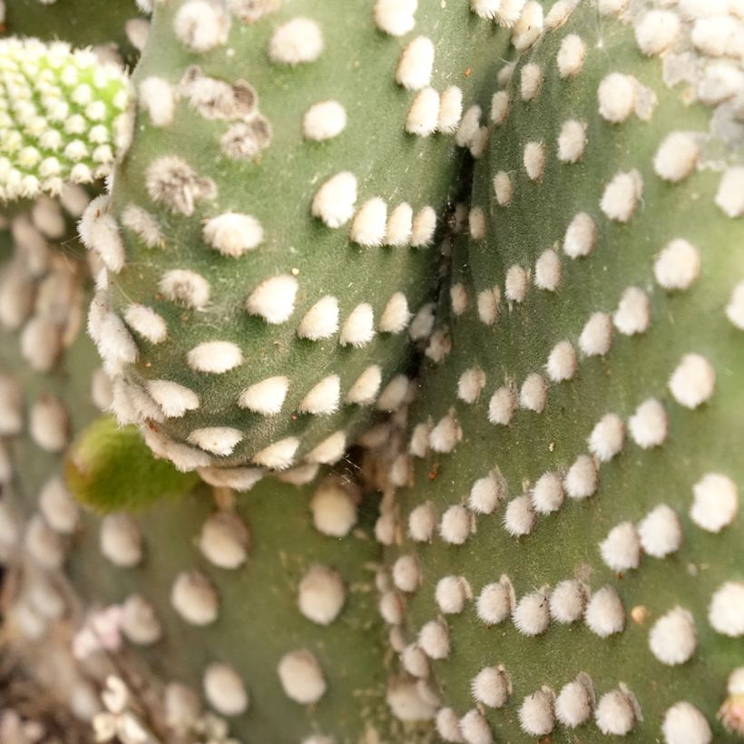 Jänönopuntia - Opuntia microdasys var. albispina (Lehvistö)