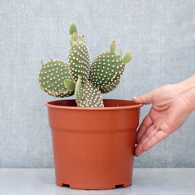 Esimerkki kesällä toimitetusta Jänönopuntia - Opuntia microdasys var. albispina 4 litran/5 litran ruukku-taimesta