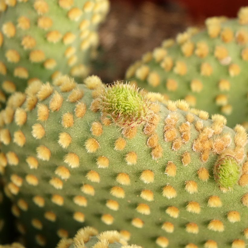 Opuntia microdasys var. pallida (Lehvistö)