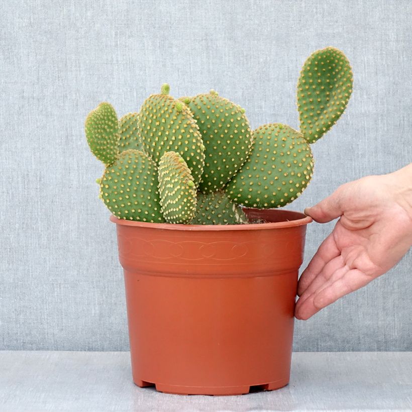 Esimerkki kesällä toimitetusta Opuntia microdasys var. pallida 4 litran/5 litran ruukku-taimesta