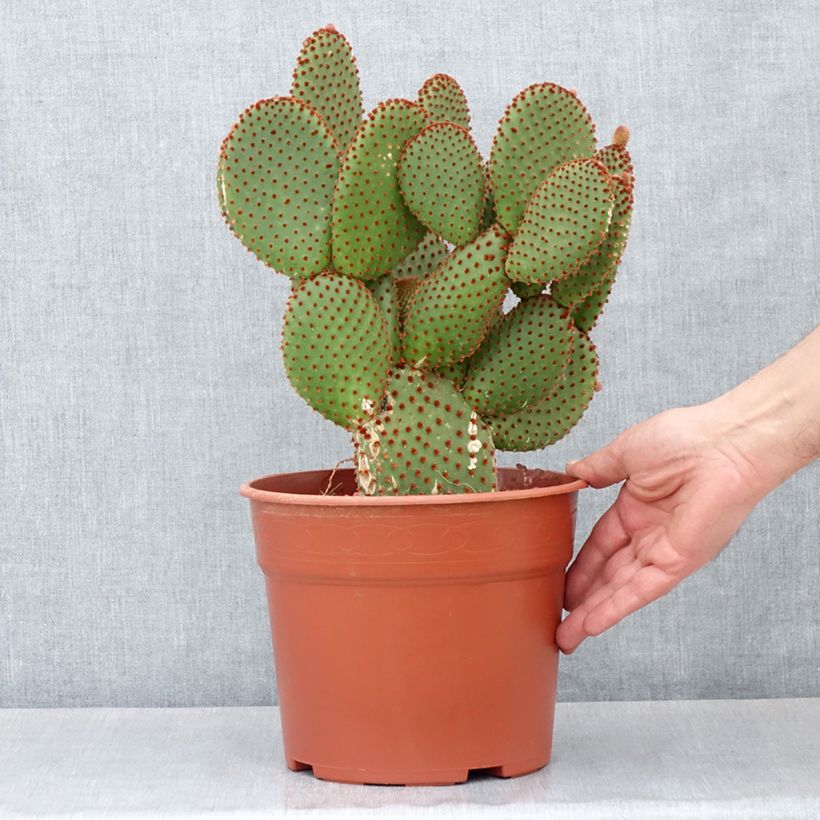 Esimerkki kesällä toimitetusta Jänönopuntia - Opuntia microdasys var. rufida 4 litran/5 litran ruukku-taimesta