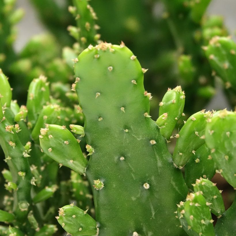 Kiilto-opuntia - Opuntia monacantha (Lehvistö)