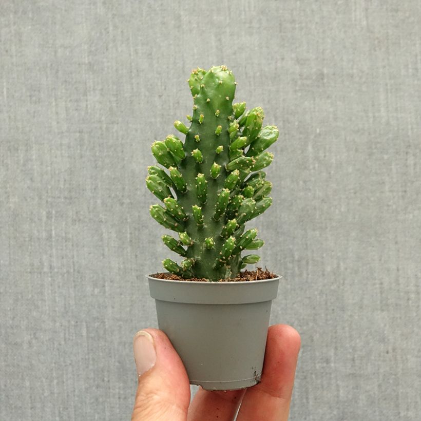 Esimerkki keväällä toimitetusta Kiilto-opuntia - Opuntia monacantha Minikasvi-taimesta