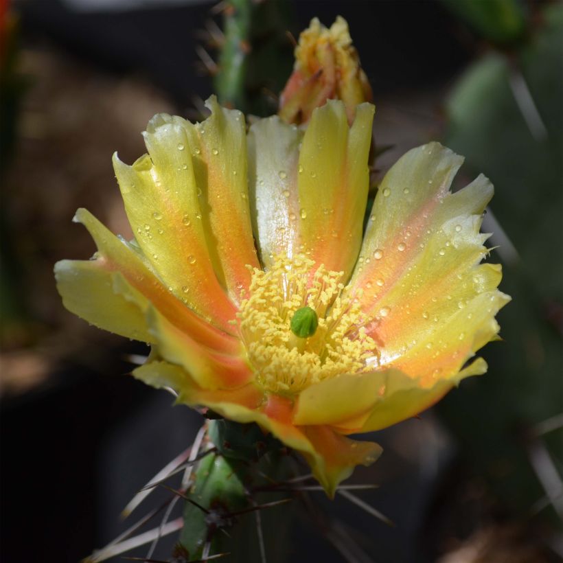 Opuntia phaeacantha Mojavensis (Kukinta)