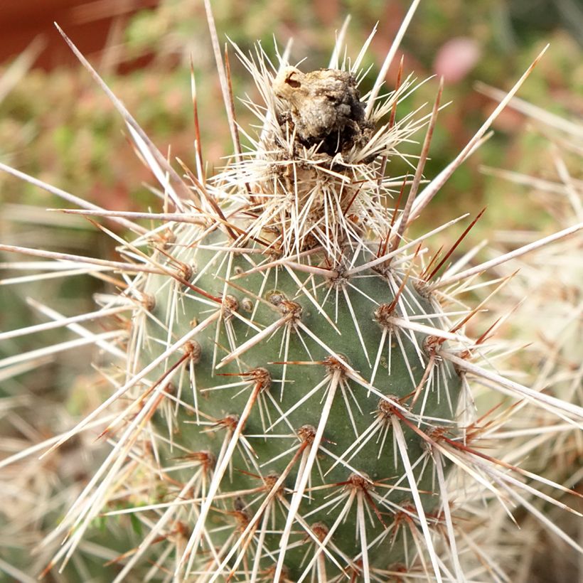 Pihaopuntia - Opuntia polyacantha (Lehvistö)