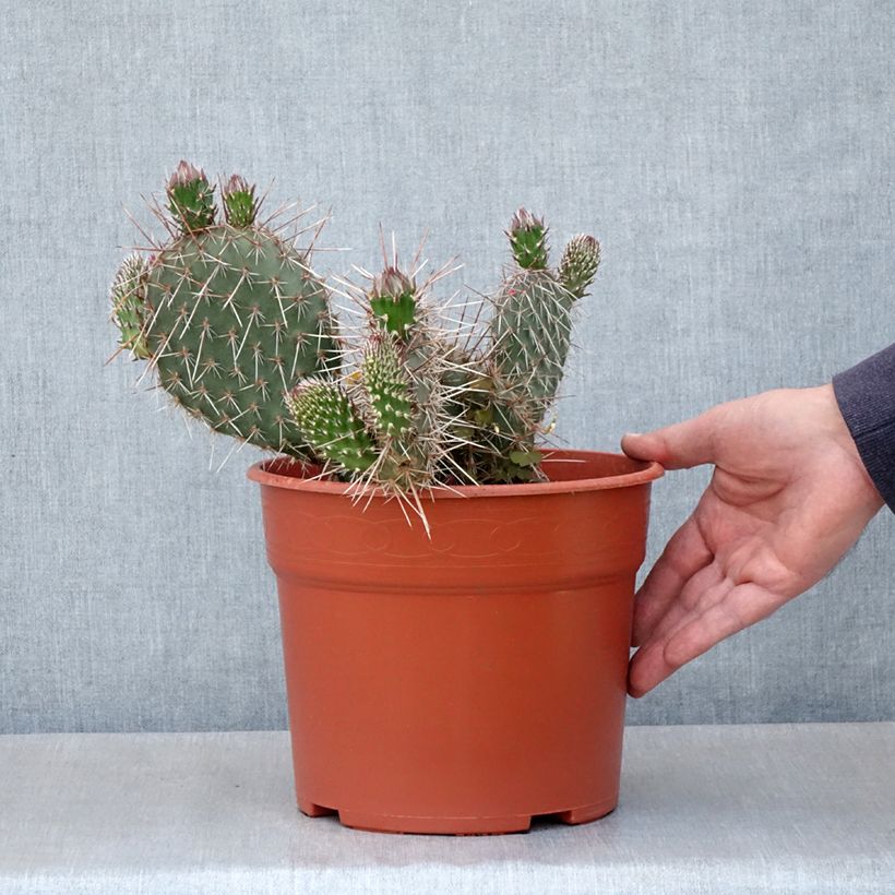 Esimerkki kesällä toimitetusta Opuntia polyacantha - Cactus raquette Pot de 4L/5L, 25/30 diamètre-taimesta