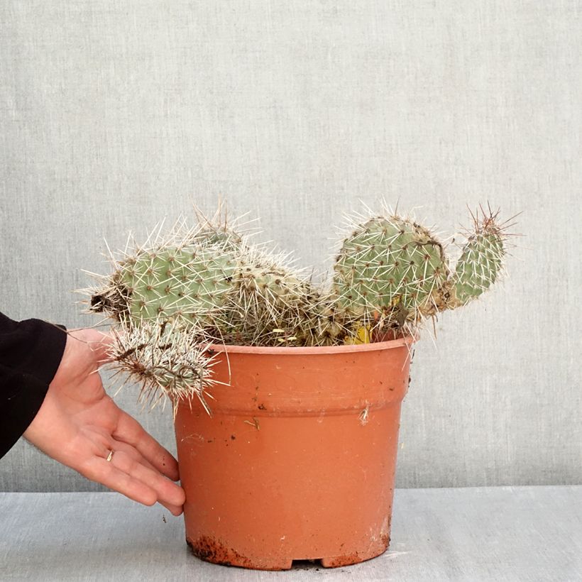 Esimerkki syksyllä toimitetusta Pihaopuntia - Opuntia polyacantha 4 litran/5 litran ruukku-taimesta