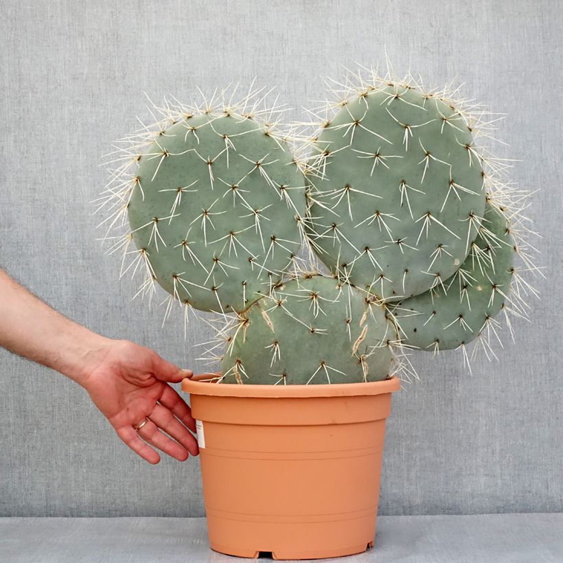 Esimerkki keväällä toimitetusta Opuntia robusta - Cactus raquette Pot de 7,5L/10L, 40/50 diamètre-taimesta
