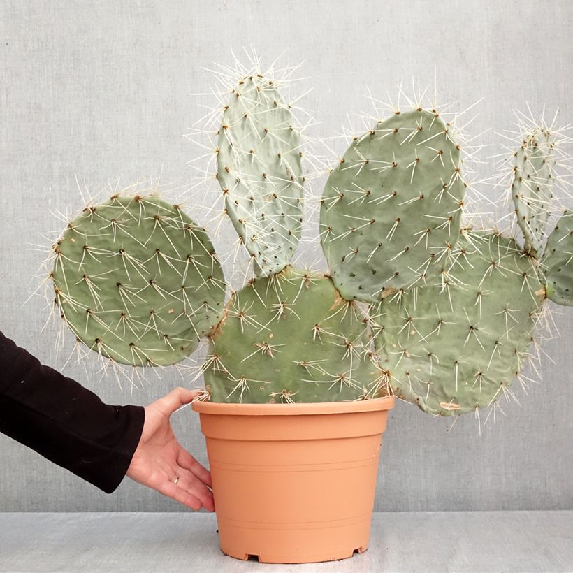 Esimerkki syksyllä toimitetusta Puuopuntia - Opuntia robusta 7,5 litran / 10 litran ruukku-taimesta