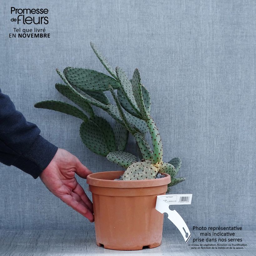 Esimerkki syksyllä toimitetusta Rusko-opuntia - Opuntia rufida 3 litran/4 litran ruukku-taimesta