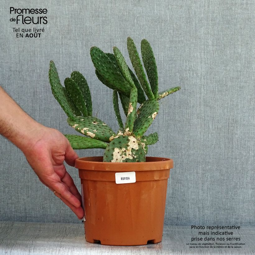 Esimerkki kesällä toimitetusta Rusko-opuntia - Opuntia rufida Pot de 3L/4L-taimesta
