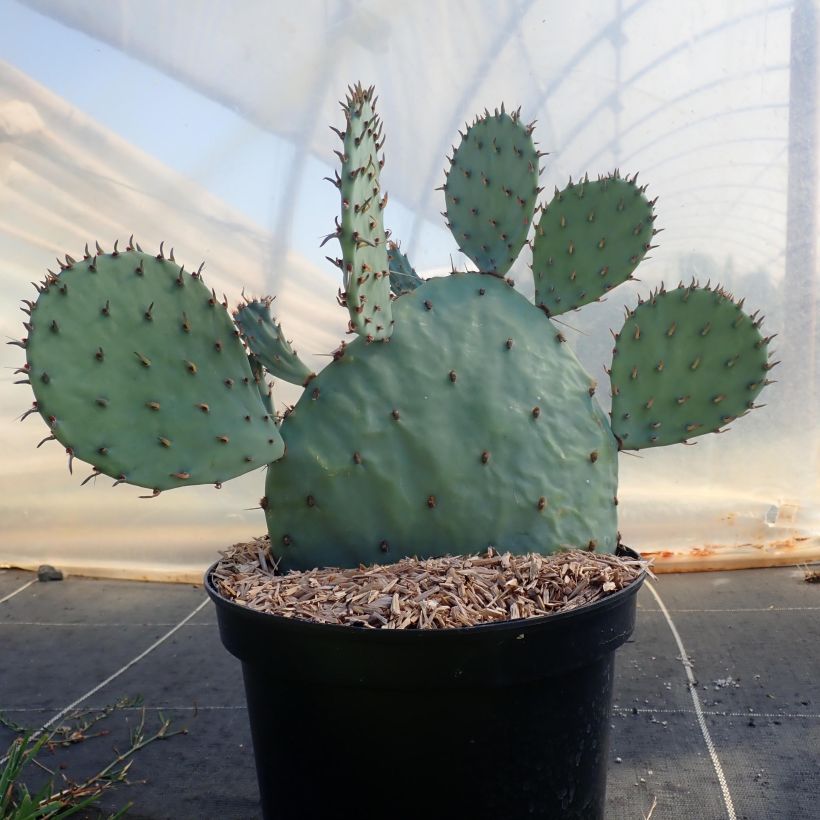 Opuntia sanguinicola (Kasvutapa)