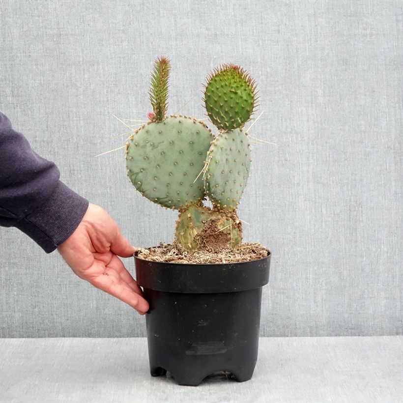 Esimerkki kesällä toimitetusta Opuntia santa-rita - Cactus raquette Pot de 3L/4L-taimesta