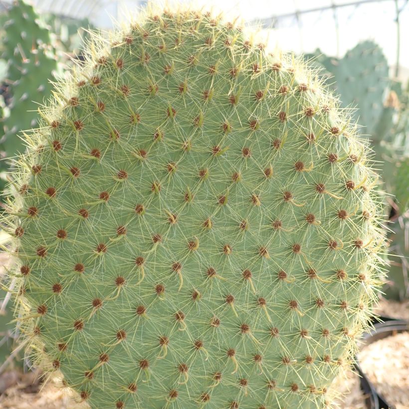 Tähtiopuntia - Opuntia scheeri (Lehvistö)