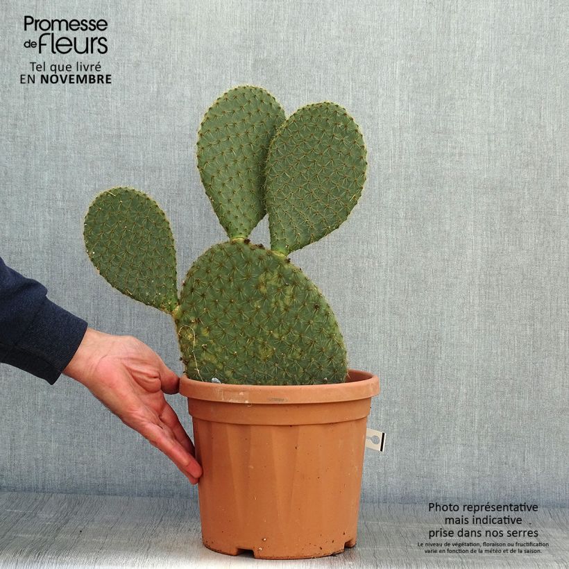 Esimerkki syksyllä toimitetusta Tähtiopuntia - Opuntia scheeri 4 litran/5 litran ruukku-taimesta