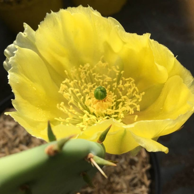 Opuntia semispinosa (Kukinta)